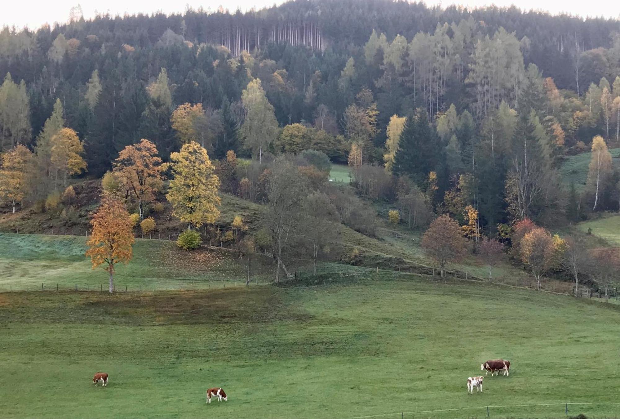 Bio Schartenhof Sankt Johann im Pongau Kültér fotó